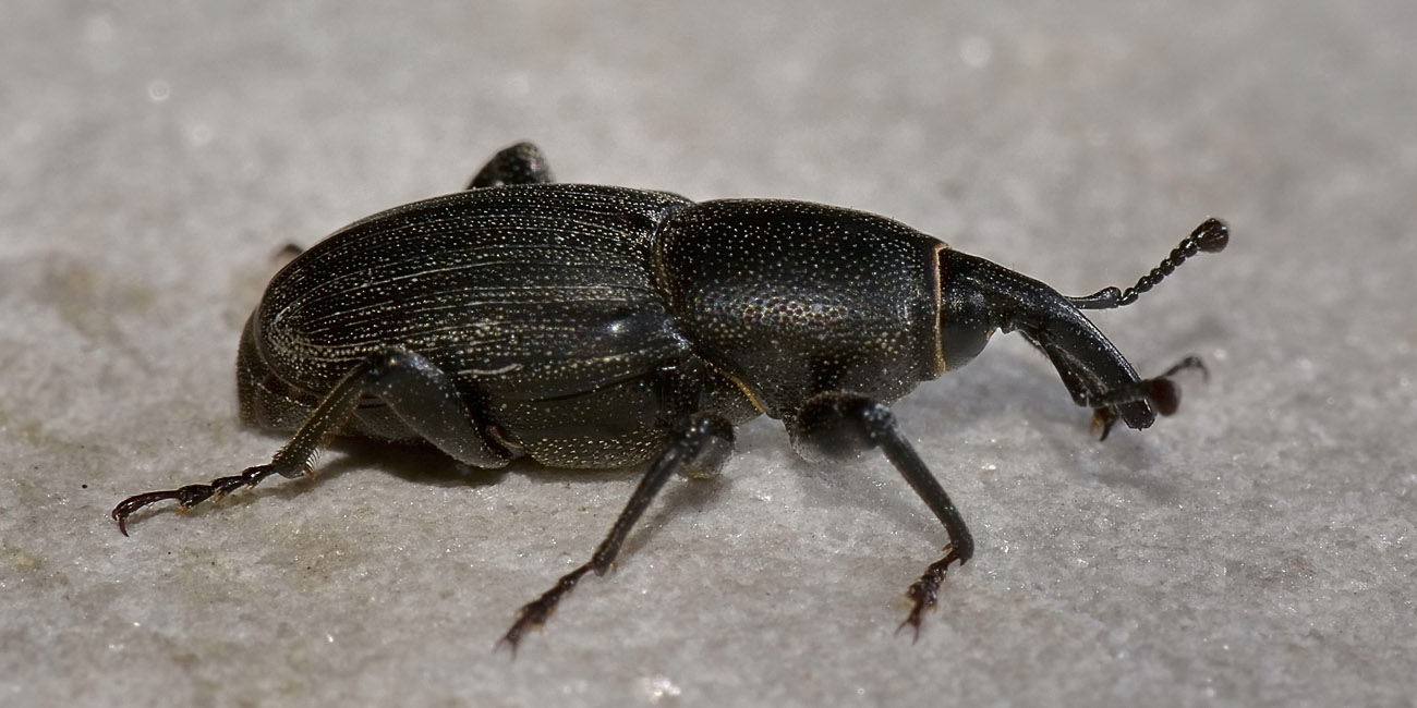 Sphenophorus striatopunctatus, Dryophthoridae